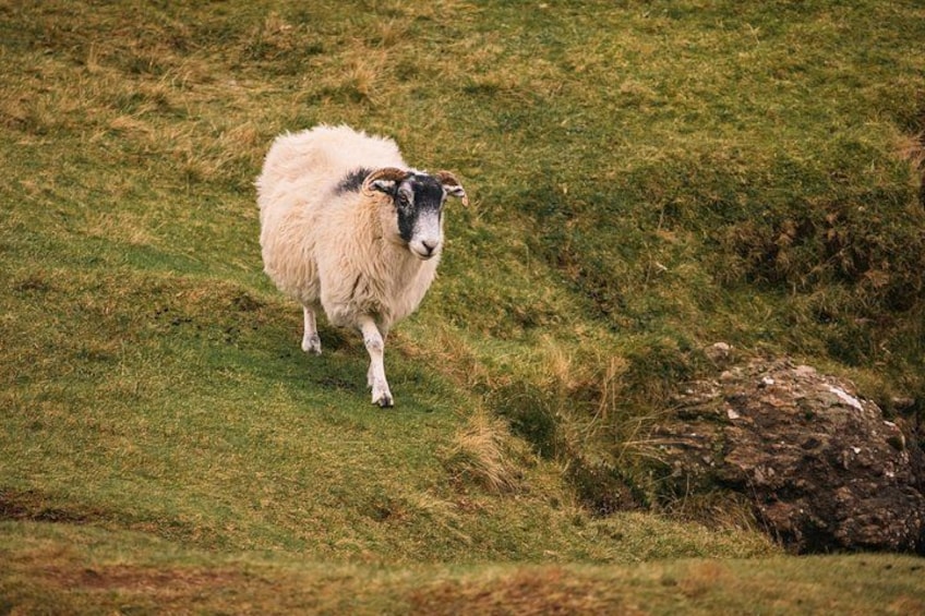 A sheep in a grassy field with a rock and some dry grass patches. 2