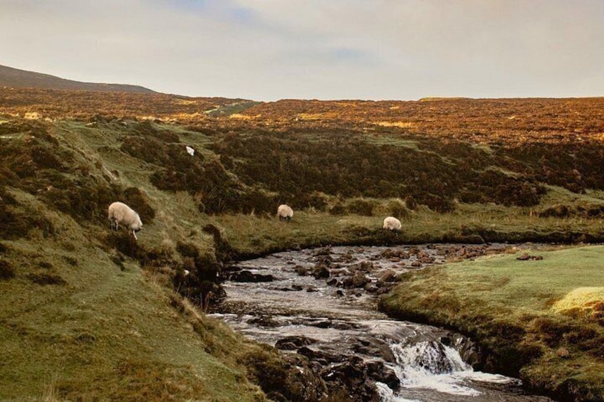 From dinosaur footprints on crystal-clear beaches to the haunting beauty of Glencoe’s mountains, this tour is a nature lover’s dream come true. 5