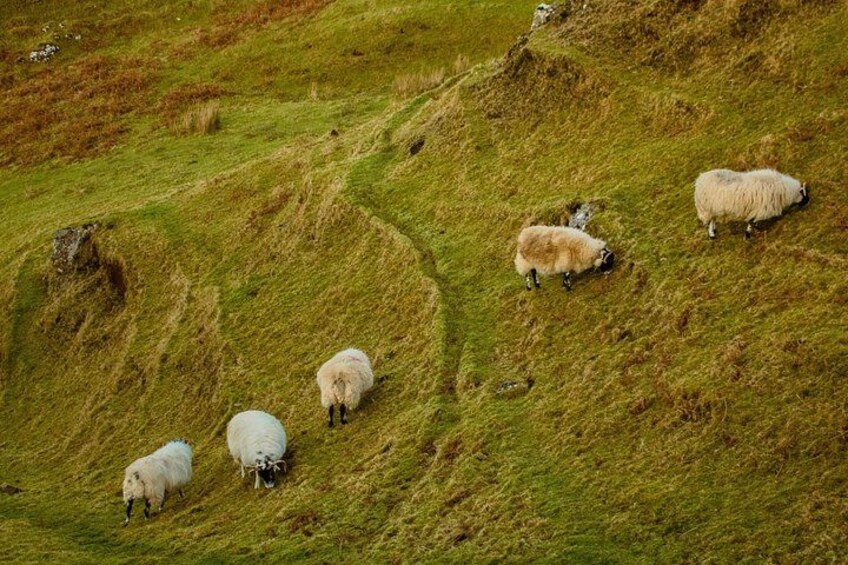 A group of sheep grazing on a grassy hillside. 5
