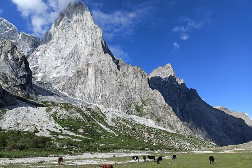 A mountain landscape with grazing cows. 4