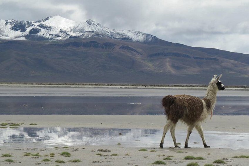 Llamita 3