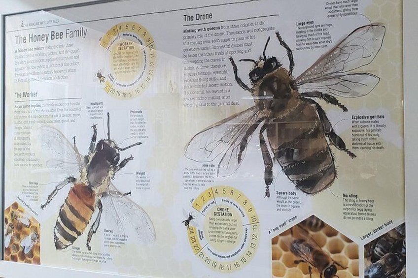 A detailed informational display about honey bees, including diagrams and text about their anatomy and behavior. 2