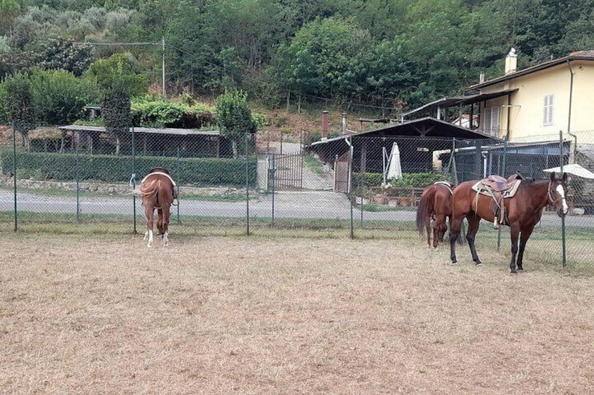 Horseback riding in the Tuscan countryside from Florence 4