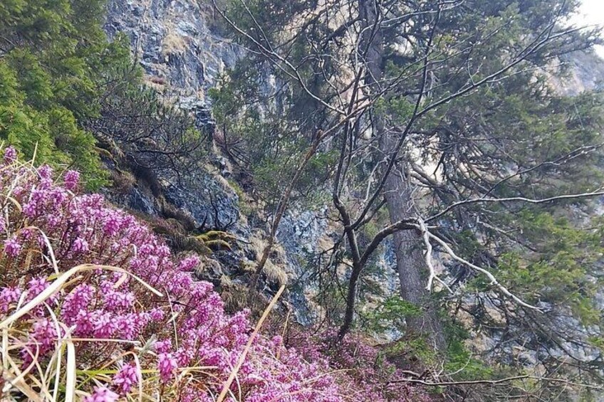 Paesaggio montuoso roccioso con arbusti e alberi in fiore. 2