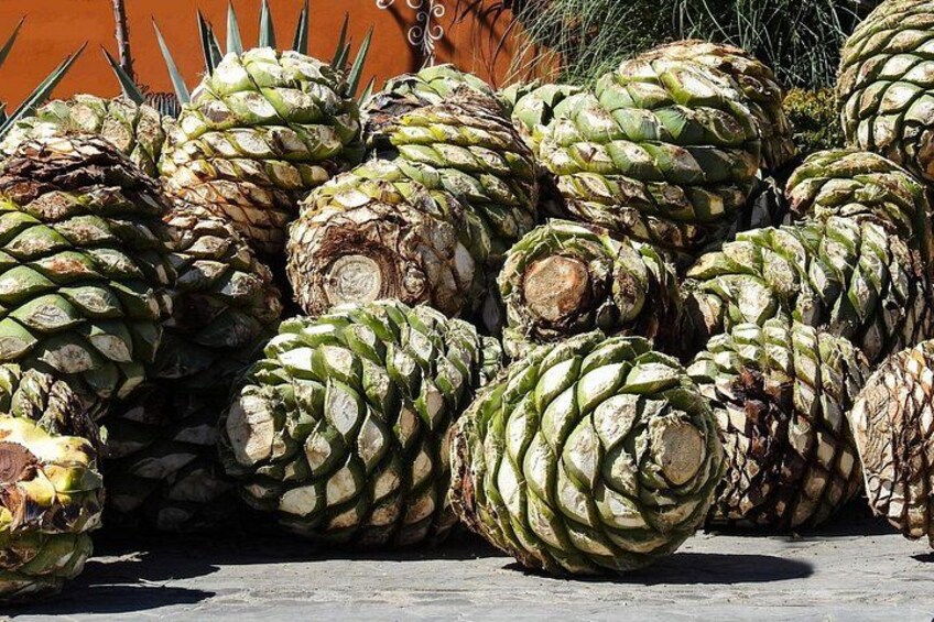 From Puebla: Private Tour to Tehuacán Biosphere Reserve + mezcal 5