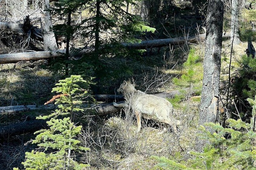 Private Day Tours Baff and Yoho National Park 2