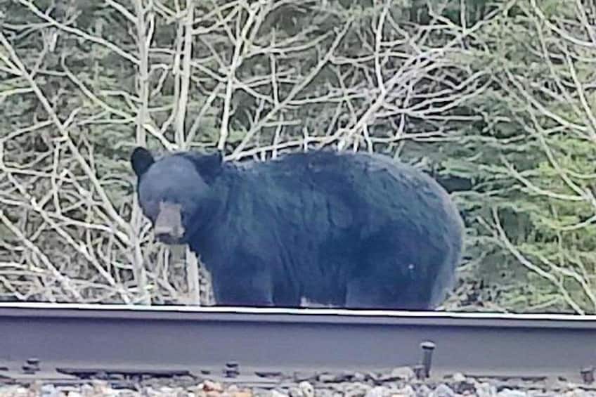 Private Day Tours Baff and Yoho National Park 4
