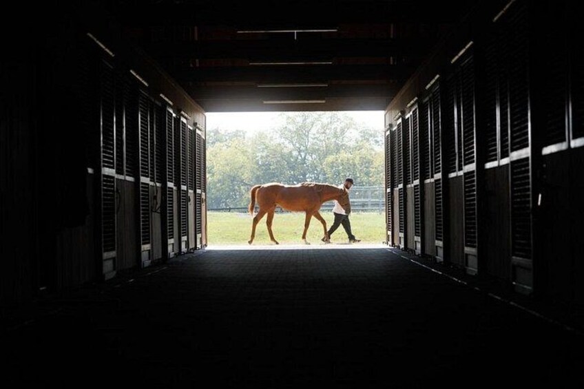 A Kismet Thoroughbred 3