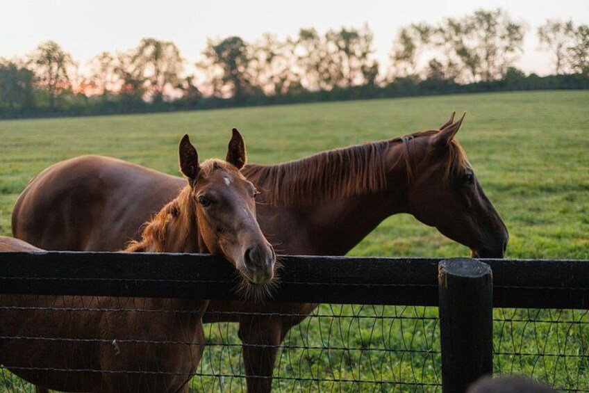 Kismet Foal 2