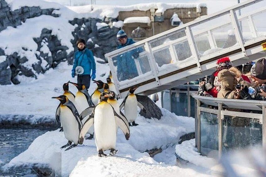 Penguins on a snowy ledge with people observing them. 1