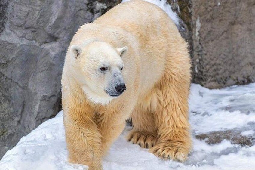 A polar bear standing on snow with a rocky background. 4