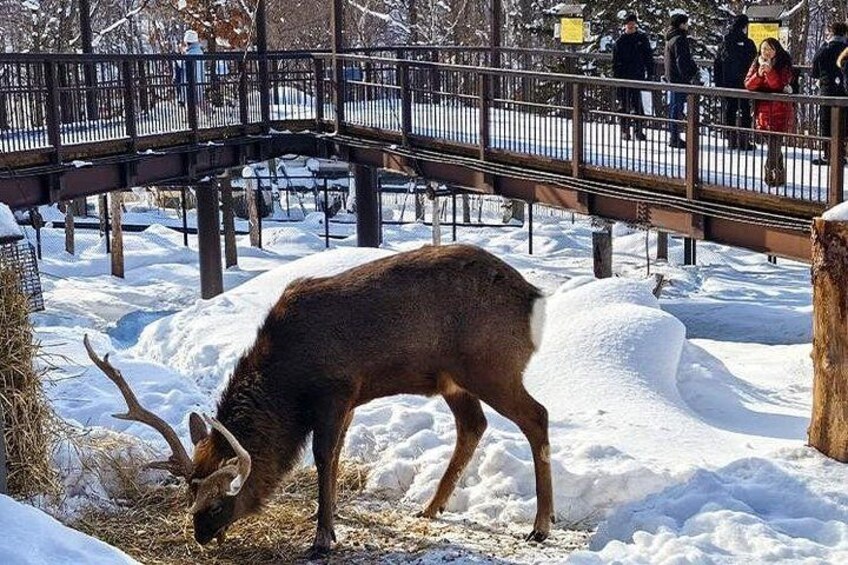 A deer grazing in a snowy landscape with a wooden bridge and people in the background. 5
