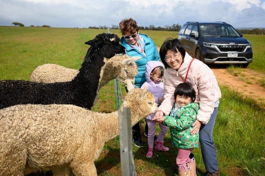 Animal Feeding 1