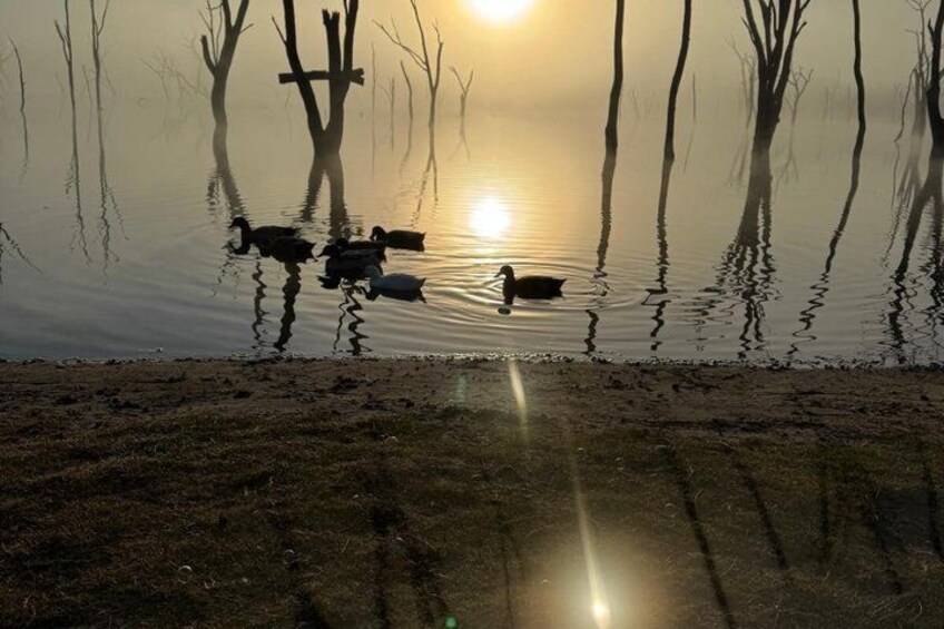 A sunset over a body of water with reflections of trees and ducks swimming. 3