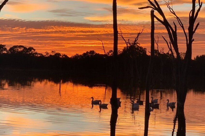 A sunset over a body of water with swans and trees silhouetted against the sky. 4