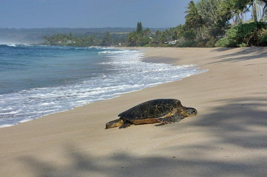 A sea turtle on a sandy beach with ocean waves and palm trees in the background. 3