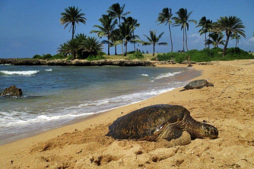 A turtle on a sandy beach with palm trees and ocean waves in the background. 2