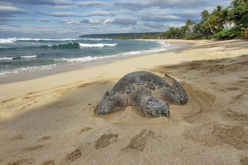 A sea turtle on a sandy beach with waves in the background and palm trees. 4