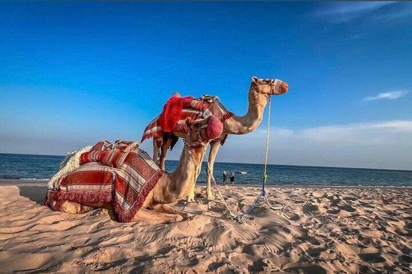 Due cammelli su una spiaggia sabbiosa con il mare sullo sfondo. 3