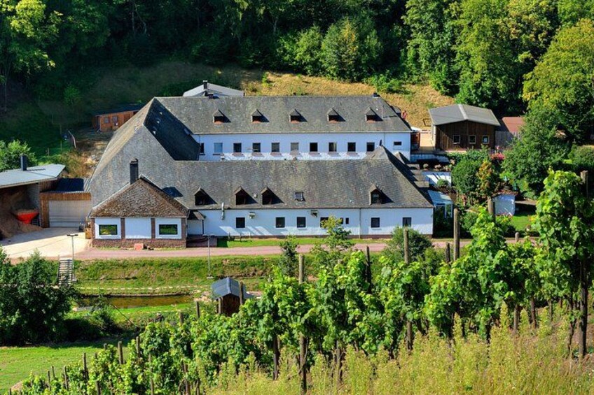 Winery Trier, Winery, Winery, Vineyards 4