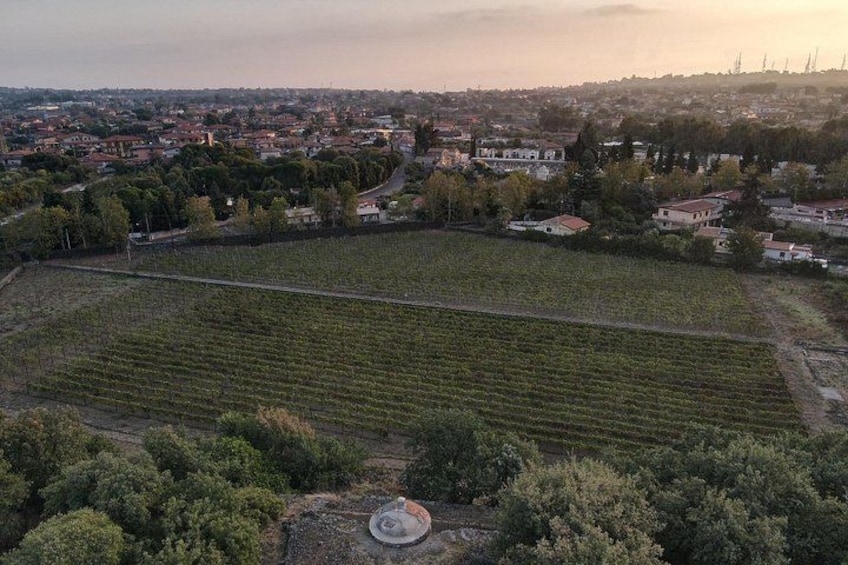 An aerial view of a vineyard with rows of grapevines, surrounded by trees and buildings. 2