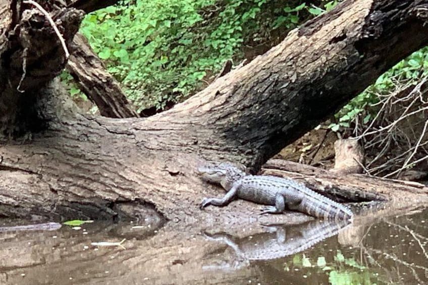 We are sometimes treated with a sighting of an alligator enjoying the sunny day. 2