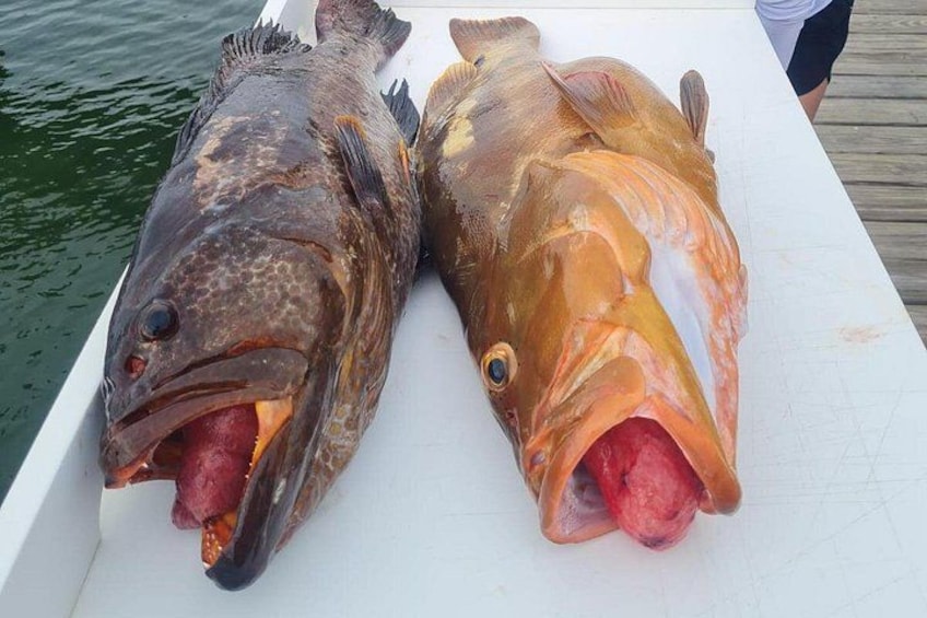 Två fiskar på en vit yta, med vatten i bakgrunden. 2