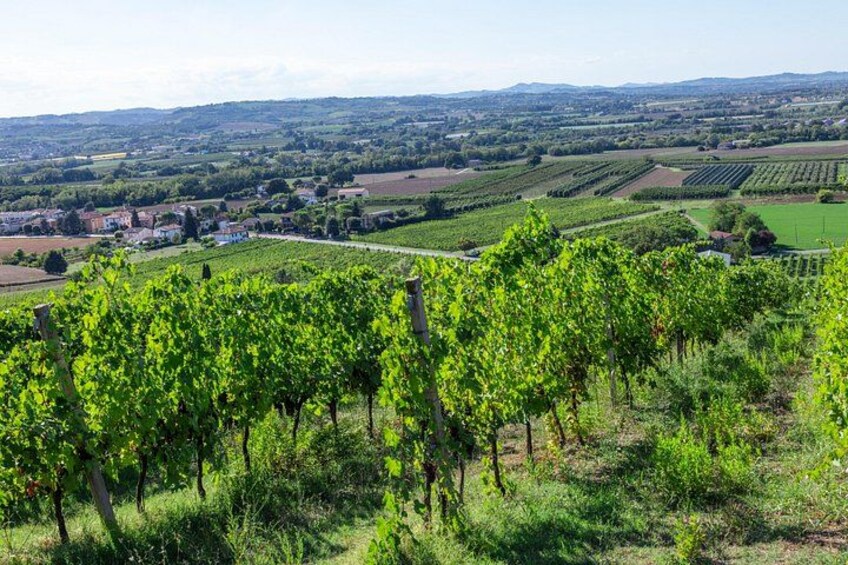 Private tastings at the Colombina Agricultural Company 2