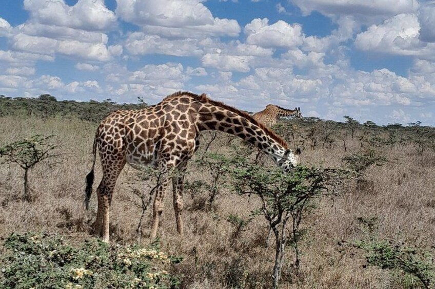 A giraffe grazing in a savanna with sparse trees and a clear sky. 2