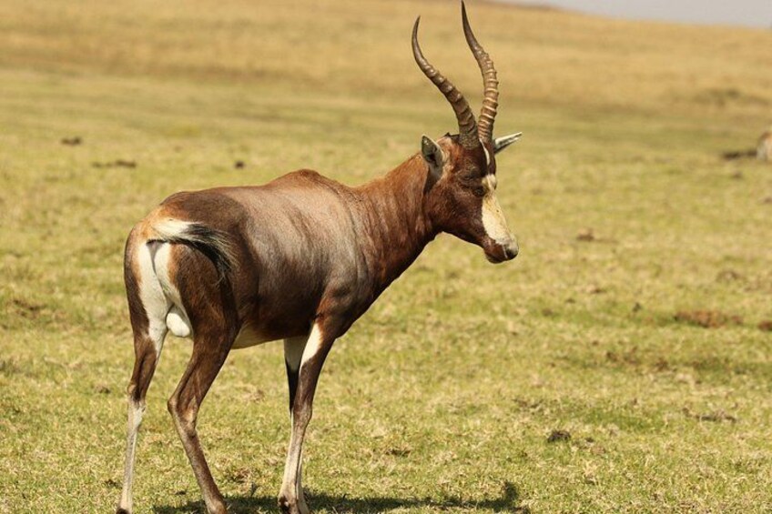 A kudu antelope in a grassy field. 3
