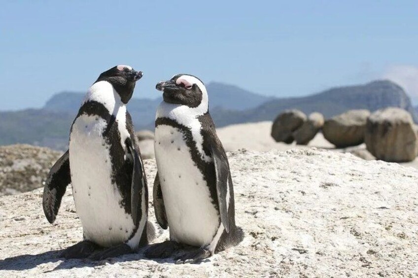 Two penguins on a sandy beach with rocks and mountains in the background. 5