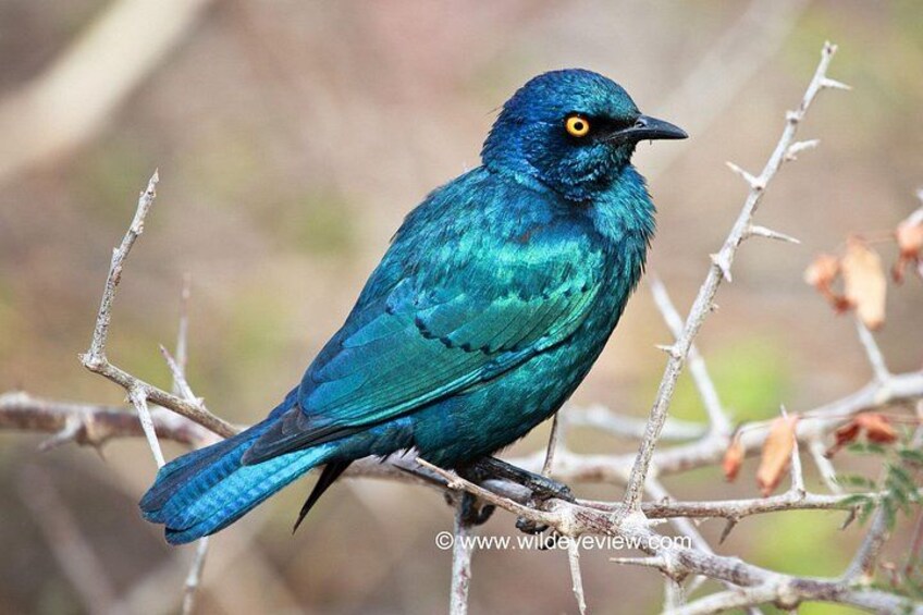 A blue bird with yellow eyes perched on a branch. 4