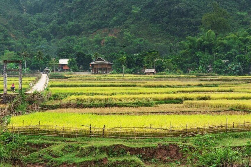 Pu Luong field
