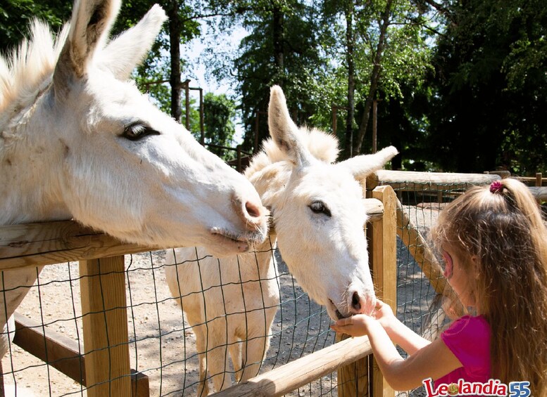 A person feeding a white horse at a zoo enclosure. 2