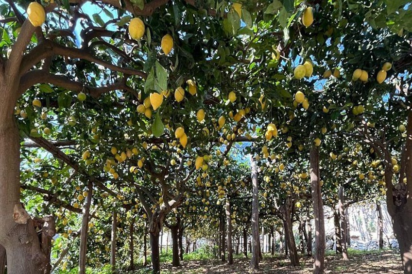 Un huerto de limoneros con árboles cargados de fruta. 1