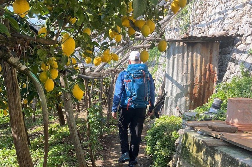 Una persona caminando por un limonar con una mochila. 1