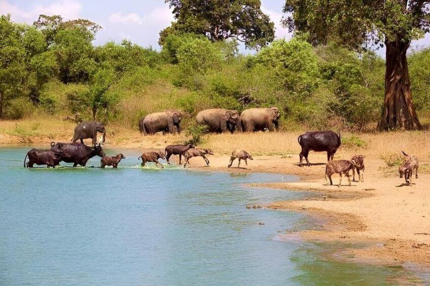 Sigiriya & Dambulla Day Trip with Safari From Negombo or Colombo 4