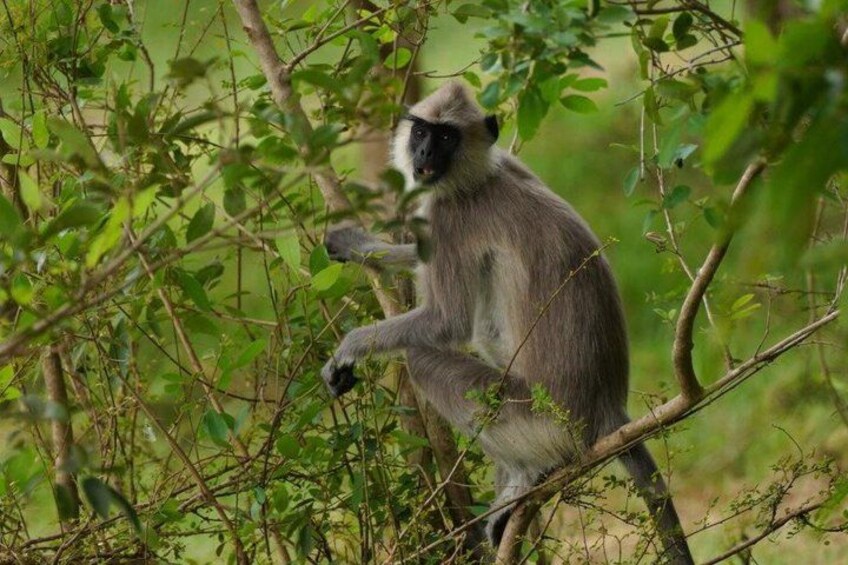 Sigiriya & Dambulla Day Trip with Safari From Negombo or Colombo 2