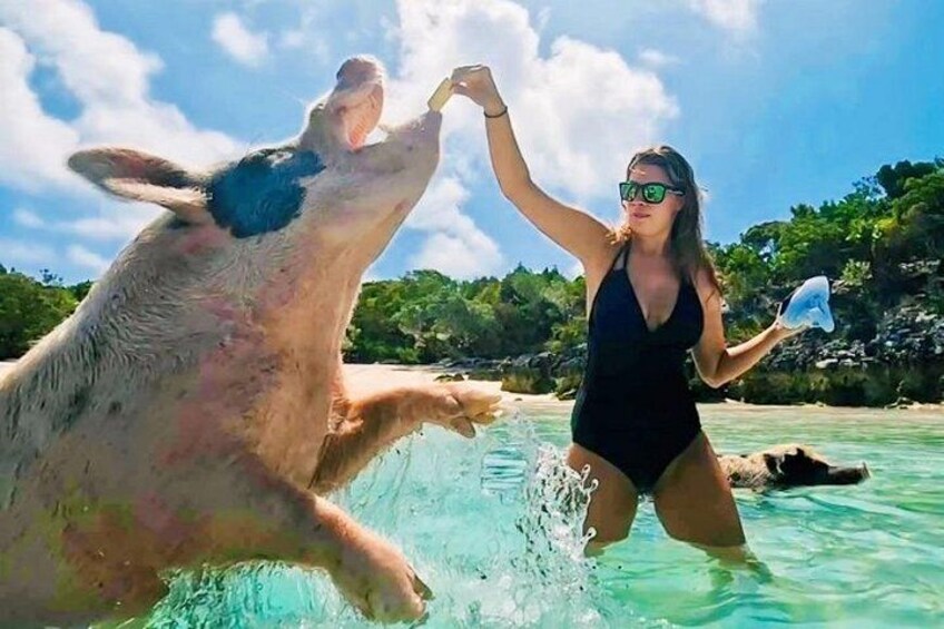 A person in a swimsuit interacting with a large pig in clear water. 3