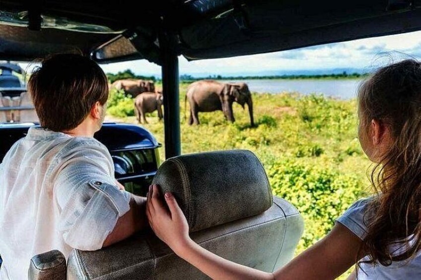 Un veicolo con passeggeri che osservano degli elefanti nel loro habitat naturale. 5