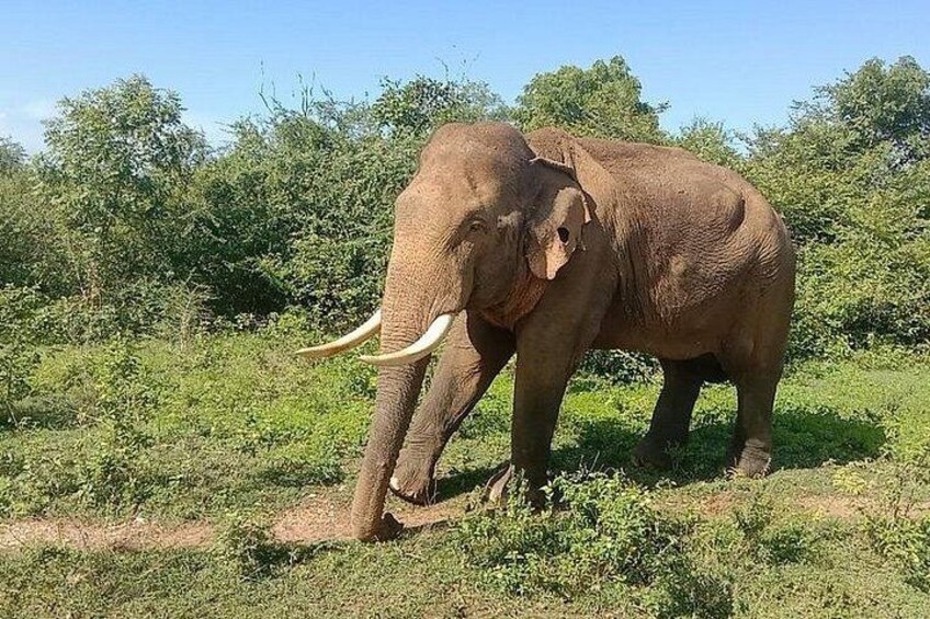 Un elefante in un campo erboso con alberi sullo sfondo. 4