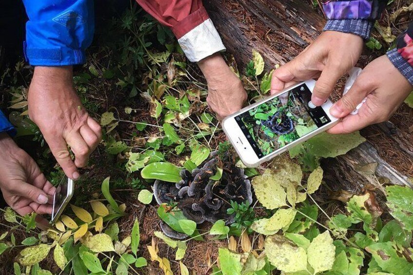 Hands holding a smartphone, examining a plant with a magnifying glass. 3