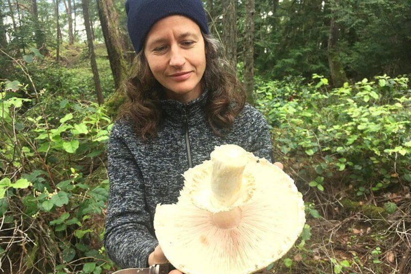 A person holding a large mushroom in a forest. 1