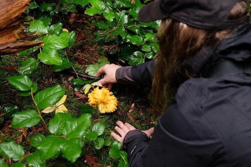 A person examining yellow fungi on green leaves in a forest. 2