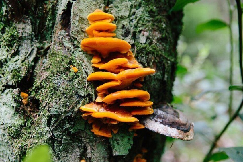 A tree with orange fungi growing on its trunk. 5