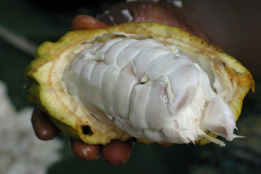 Coffee, Chocolate and Sugarcane Tour La Fortuna 4