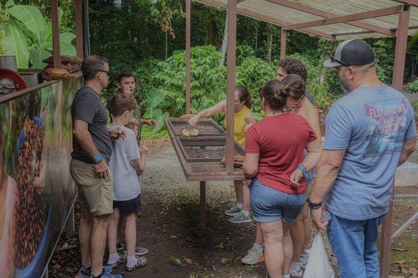 Coffee, Chocolate and Sugarcane Tour La Fortuna 5