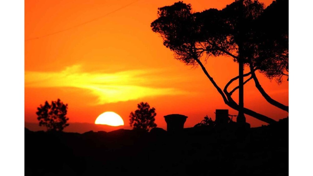 Un atardecer con siluetas de árboles y un sol parcialmente visible. 5