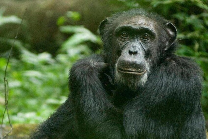 Un chimpancé en un entorno forestal natural y verde. 2