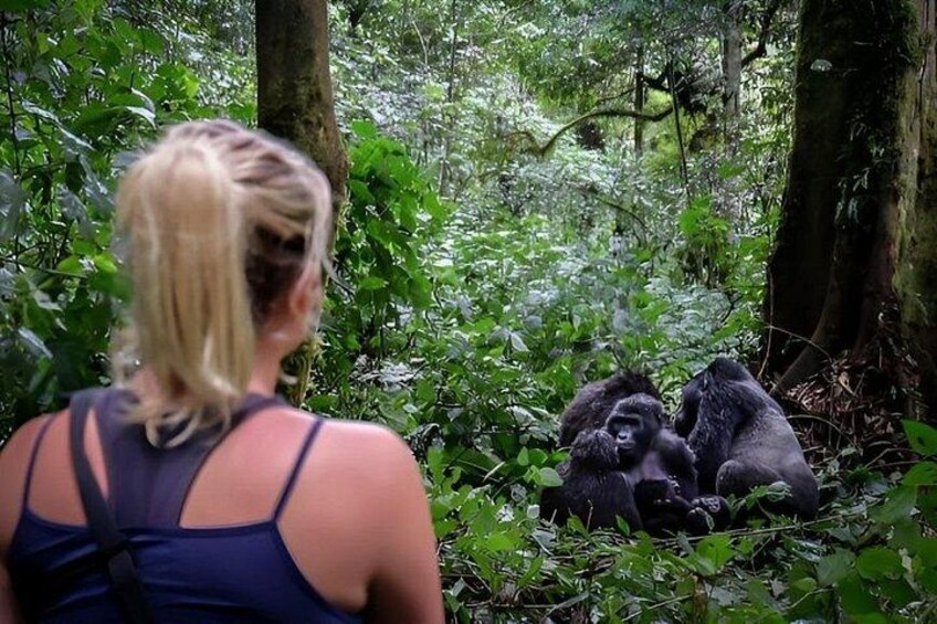Multi Day Private Gorillas and Chimpanzee Trekking Tour in Uganda 1